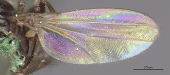 Media type: image;   Entomology 11142 Aspect: Wing front